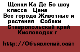 Щенки Ка Де Бо шоу класса › Цена ­ 60 000 - Все города Животные и растения » Собаки   . Ставропольский край,Кисловодск г.